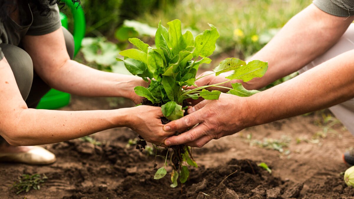 O que são alimentos orgânicos?